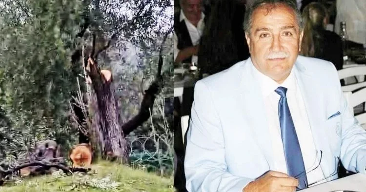 CHP Milas’ta zeytin ağacı istifası