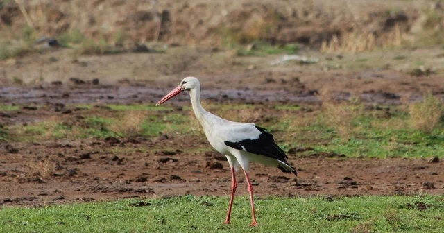 Aydın da ilk leyleği gördü, bir çuval unu kaptı Aydın Haberleri