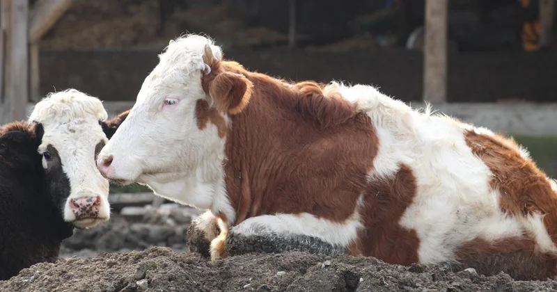 Güney Afrika da şap salgını nedeniyle ulusal afet hali ilan edildi