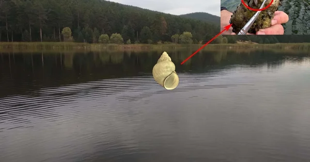 Marmara Bölgesi nde erken kirliliğin göstergesi olan canlılar araştırılıyor Çanakkale Haberleri