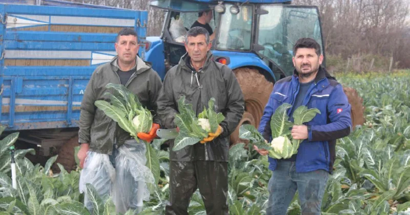 Bafra Ovası nda hasat başladı: Tarlada 8 rafta 50 liradan satılıyor