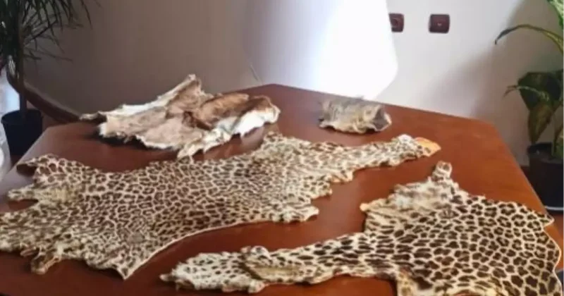 Çukurova da yasa dışı yaban hayvanı ürünleri ele geçirildi