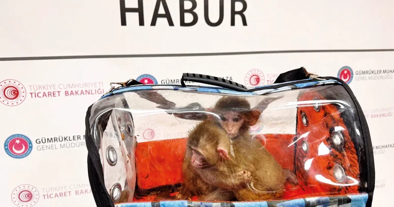 Kaçakçıların ‘hayvanat bahçesi’