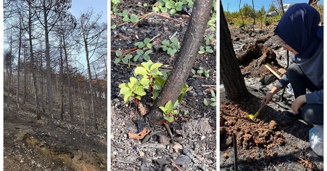 KBÜ yangın sonrası ekolojik süreci araştıracak Karabük Haberleri