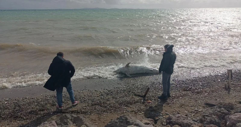 Çanakkale de ölü yunus sahile vurdu