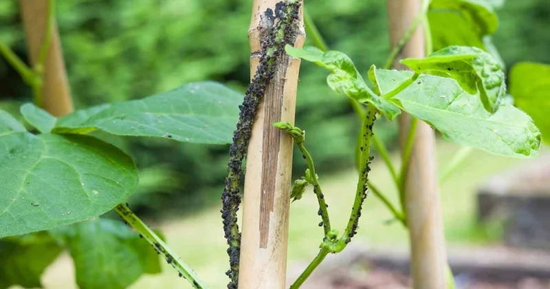Türklerin favorisi, Almanya da Yılın Zehirli Bitkisi seçildi: Yanlış pişirenin kan hücrelerini parçalıyor Sözcü Gazetesi
