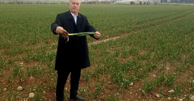 Altun, Yağışlar AB Tescilli Araban Sarımsağının kalite ve rekolteyi arttıracak Gaziantep Haberleri