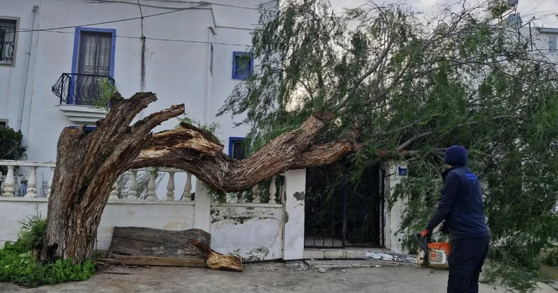 Muğla da fırtına ağaçları devirdi