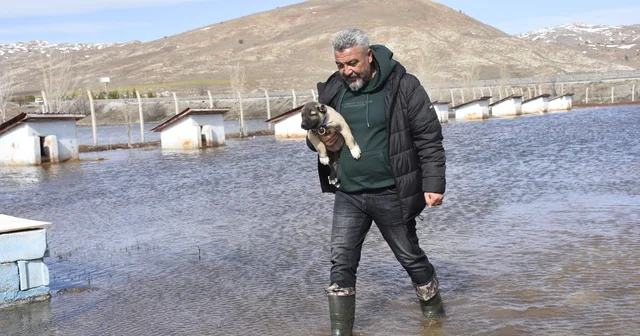 Kangal köpeği çiftliği su altında kaldı Sivas Haberleri