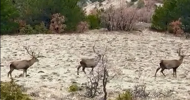 Yol kenarında sürü halinde gezen kızılgeyikler görüntülendi Bolu Haberleri