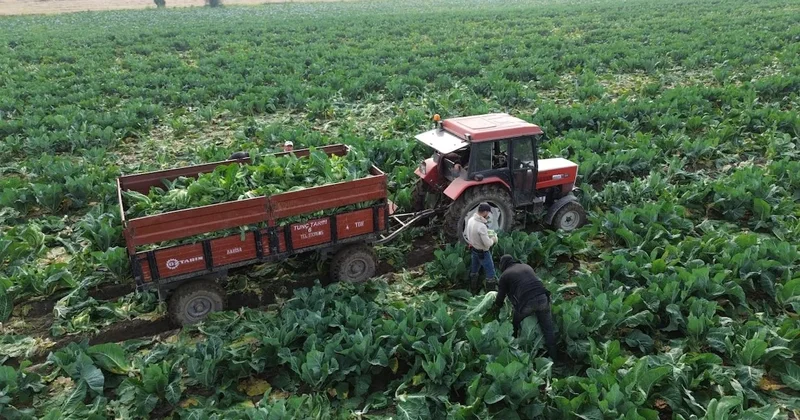 Türkiye nin dört bir yanına gönderiliyor: Tarlada 8, markette 50 lira Sözcü Gazetesi