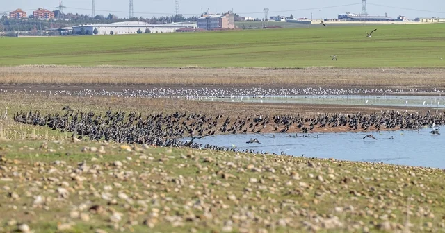Diyarbakır daki Kabaklı Göleti nde binlerce kuş, bir arada beslenirken görüntülendi Diyarbakır Haberleri