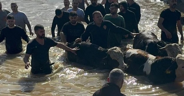 Taşan Gediz Nehri dolayısıyla mahsur kalan 44 kişi ve 127 hayvan kurtarıldı Manisa Haberleri
