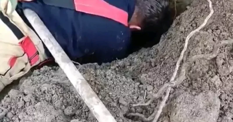 Hatay’da toprağın kaymasıyla göçük altında kalan yavru köpekler kurtarıldı