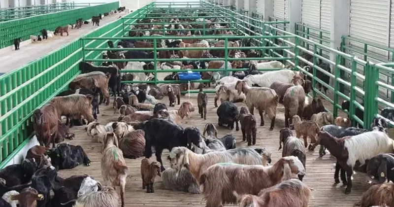 241 milyon euro hibe desteği! Ödeme takvimi ve kapsam belli oldu