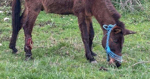 Ayağı kırılan katır, ötenazi düşünülürken ampütasyon ile yaşama tutundu Bursa Haberleri