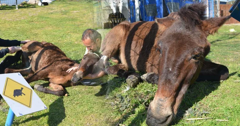Yıllarca insanoğlu emek verdi, bir ayağı gitti diye öldürülmek istendi... O Katır artık üç nala koşuyor