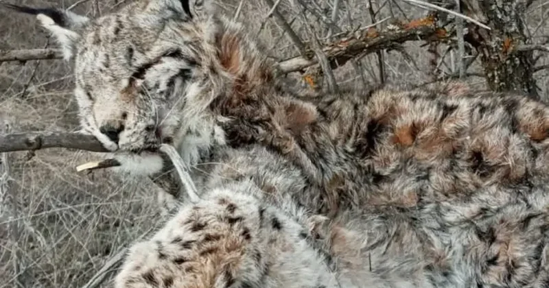 Canlı olarak görmek bile imkansızdı! Hayalet Avcı ölü olarak bulundu