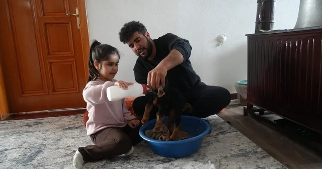 Muş ta yeni doğan oğlaklara özenli bakım Muş Haberleri