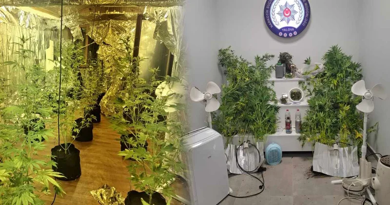 7 suçtan aranan firari hükümlü evinde uyuşturucu serası kurmuş!