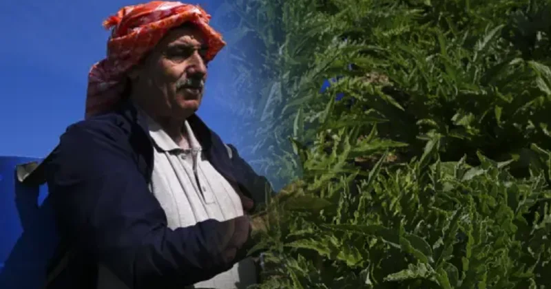 Tanesi 30 liradan başlıyor: Faydası saymakla bitmiyor, talep patlaması yaşandı Sözcü Gazetesi