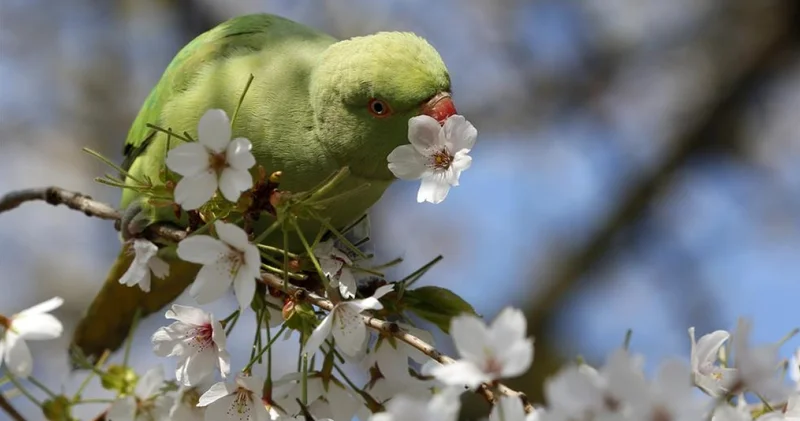 Gece ve gündüz eşitleniyor: Mart Ekinoksu ne zaman? Mart Ekinoksu nedir, ekinoksta neler olur?