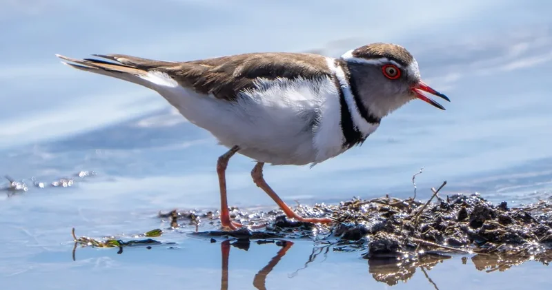 İlk kez Türkiye semalarında görüldü