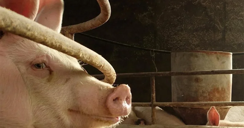 Avusturya da Türk aileye çirkin saldırı Sözcü Gazetesi