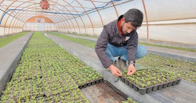 Şanlıurfa da seralarda 400 bin yazlık çiçek üretiliyor Şanlıurfa Haberleri