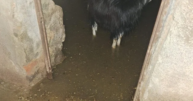 Bingöl de sağanak su baskınlarına neden oldu; ahırda mahsur kalan keçiler kurtarıldı Bingöl Haberleri