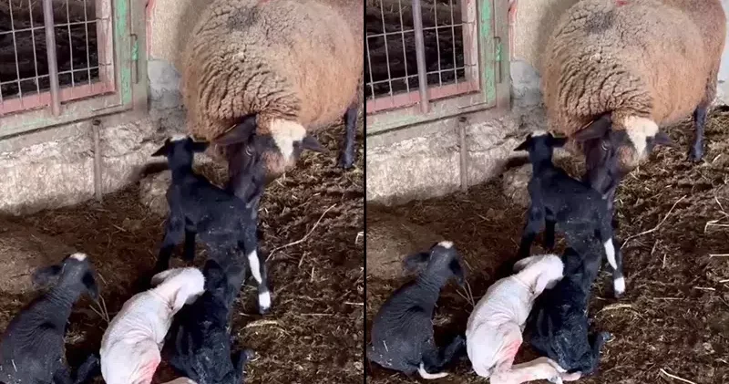 Edirne’de koyun dördüz yavruladı