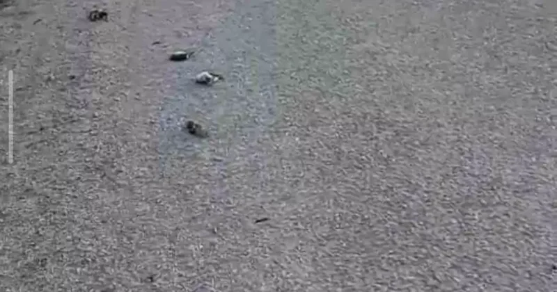 Kastamonu’da onlarca kuş yolda telef olmuş halde bulundu