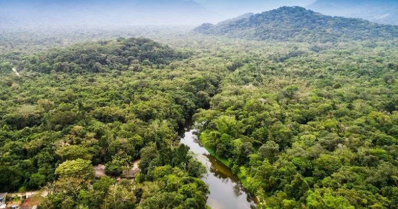 Görünüşü ayıya, sesi kuşa benziyor: Ormanda tuhaf yaratık ortaya çıktı Sözcü Gazetesi