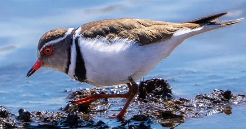 Türkiye de ilk kez takkeli cılıbıt kuşu görüldü