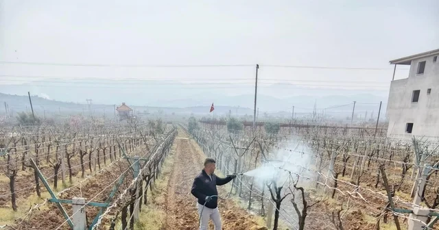 Sarıgöl de ölü kol hastalığıyla mücadele başladı Manisa Haberleri