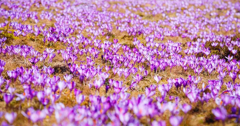 3 kilosu 1 daire ediyor Sözcü Gazetesi