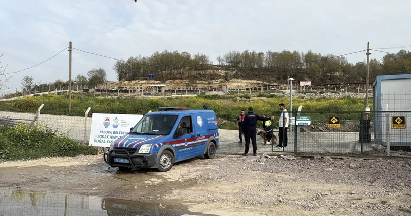 Yalova daki barınakta köpek ölümleriyle ilgili soruşturma