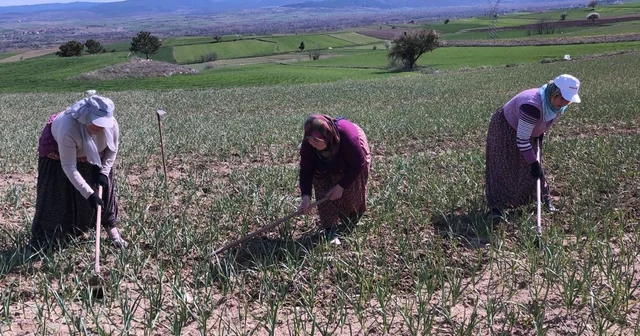 Taşköprü sarımsağı tarlalarındaki zararlı otları tek tek topluyorlar Kastamonu Haberleri