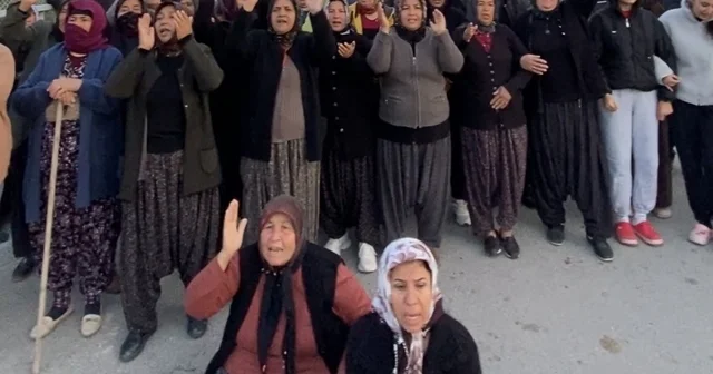 Mersin de ormanlık alana ekili narenciye bahçelerinin kaldırılması kararına tepki Mersin Haberleri