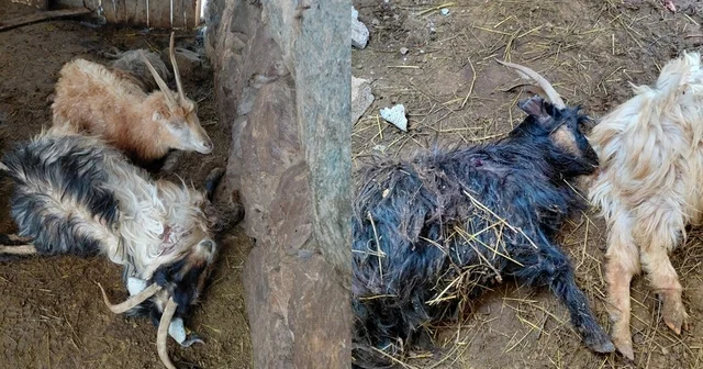 Hakkari de kurt saldırısı, çok sayıda hayvan telef oldu Hakkari Haberleri