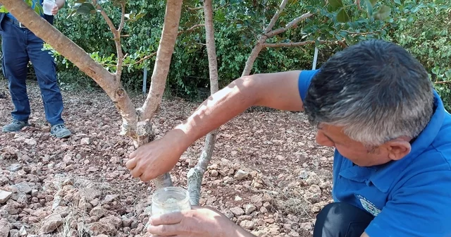 Sakız dan farklı ürünler üretilmeye başlandı Muğla Haberleri