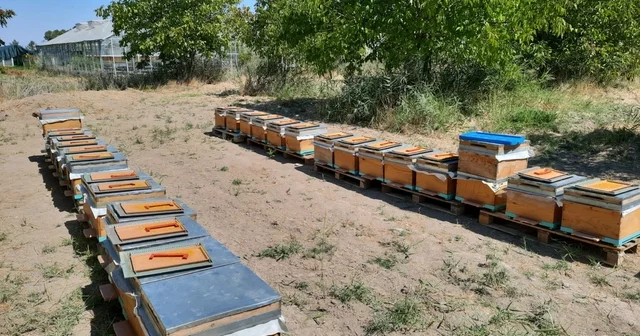 Süper gıda arı sütü Malatya da mercek atında Malatya Haberleri