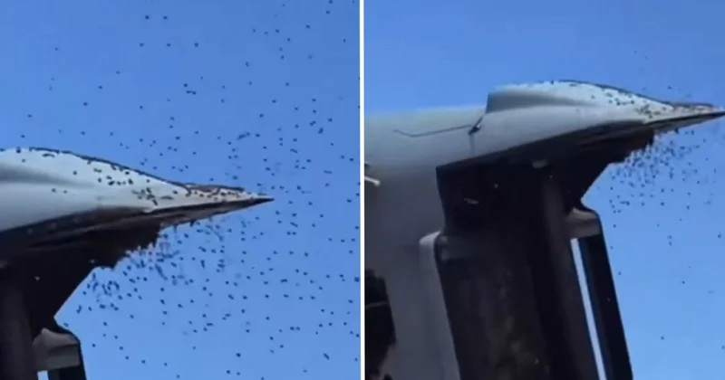 İsrail’de Sarı Alarm : Tarihin en büyük arı istilası askeri uçuşları durdurdu