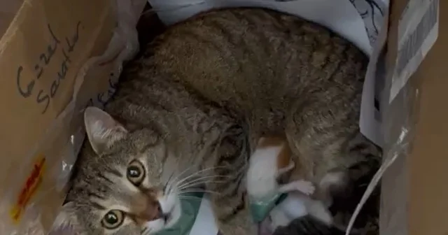 Okulun maskot kedisi yavrularını öğretmenler odasına taşıdı Düzce Haberleri