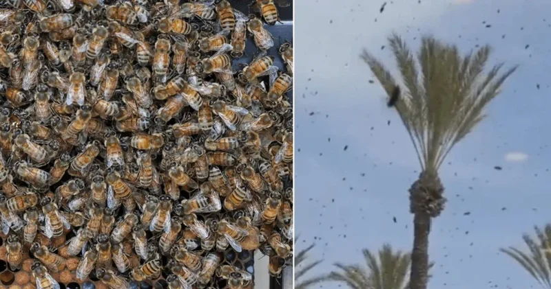 İsrail arılara teslim oldu