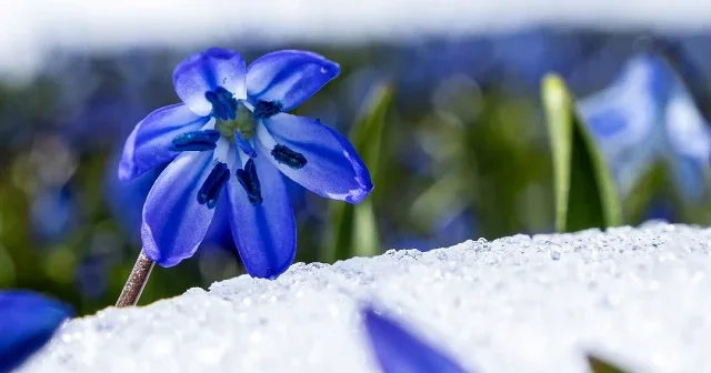 Kadıralak Yaylası ndaki mavi yıldız çiçekleri kar altında kaldı VİDEO İZLE