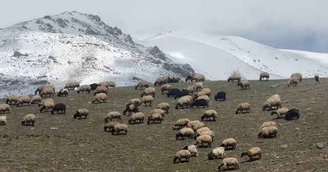 Yüksekova da küçükbaş hayvanlar meraya çıktı Hakkari Haberleri