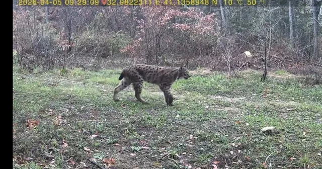 Yaban hayatı fotokapana yansıdı Karabük Haberleri