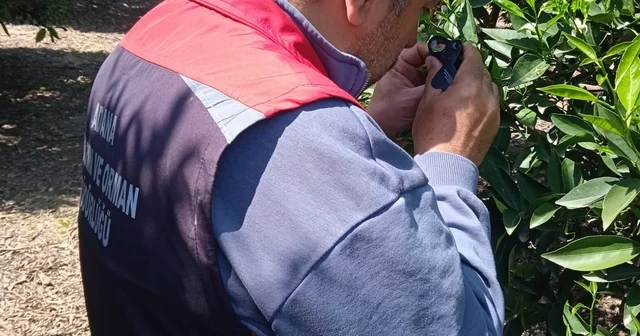 Tarımda biyolojik mücadele seferberliği Adana Haberleri