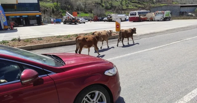 Batman da yola çıkan büyükbaş hayvanlar sürücülere zor anlar yaşatıyor Batman Haberleri